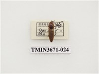 藏品(叩頭蟲(2))的圖片